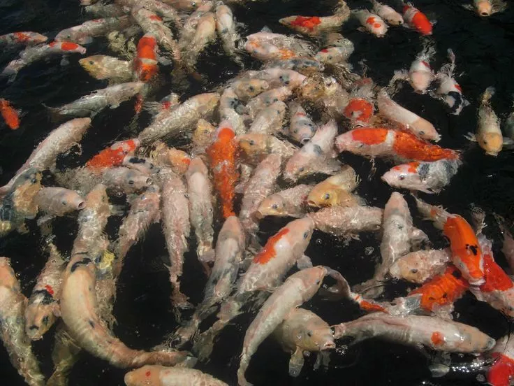 Mengapa Membeli Ikan Koi Kecil di Agro Koi Farm