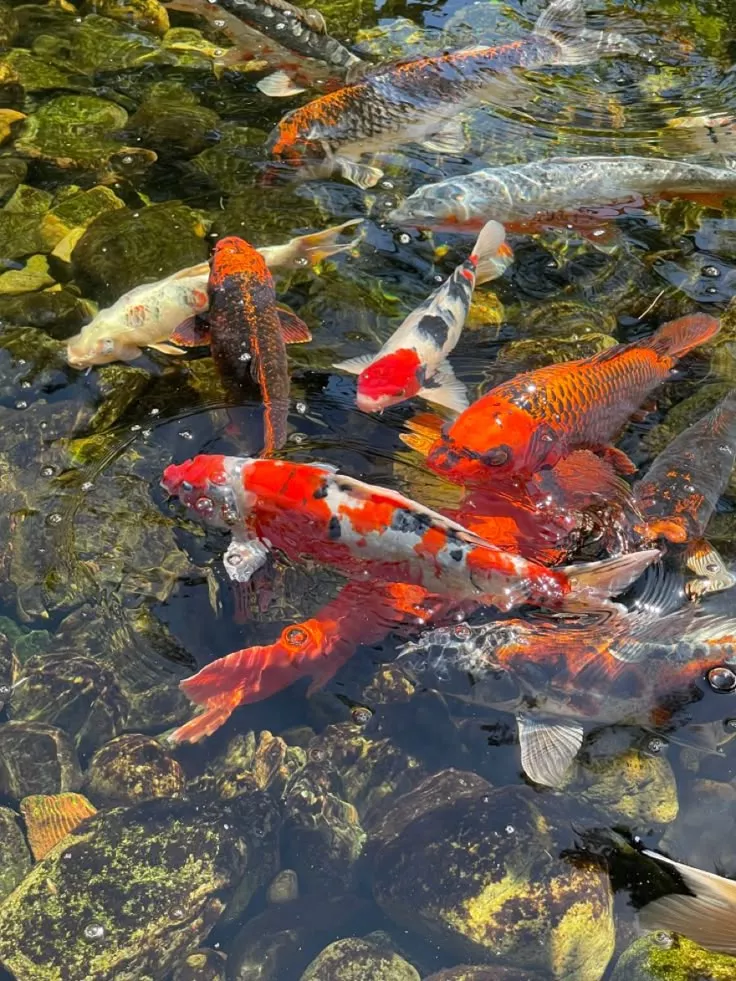 Mengapa Membeli Ikan Koi di Agro Koi Farm