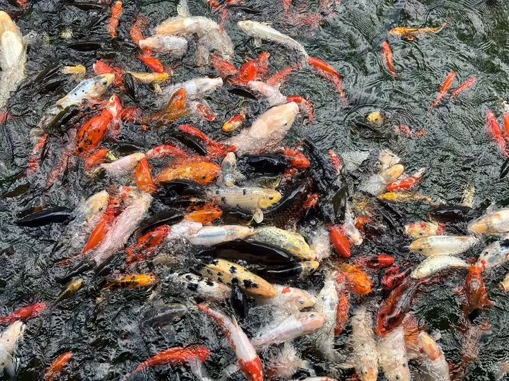 Mengenal Ikan Koi Kecil dan Daya Tariknya