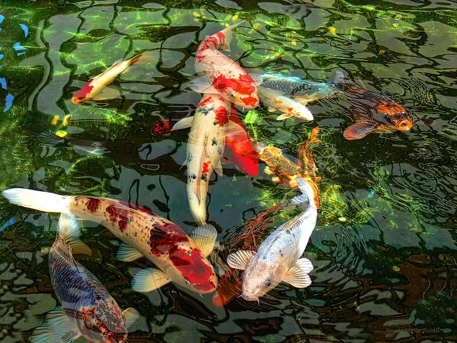 Rekomendasi Kolam untuk Ikan Koi