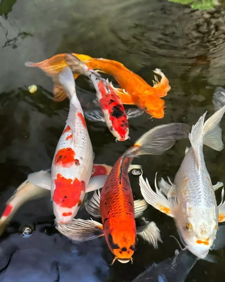 Tips Memilih Ikan Hias Koi Terbaik