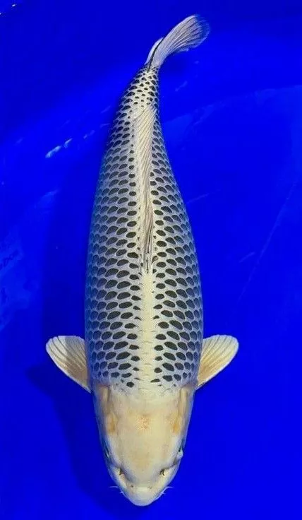 Warna Ikan Koi Gin Matsuba