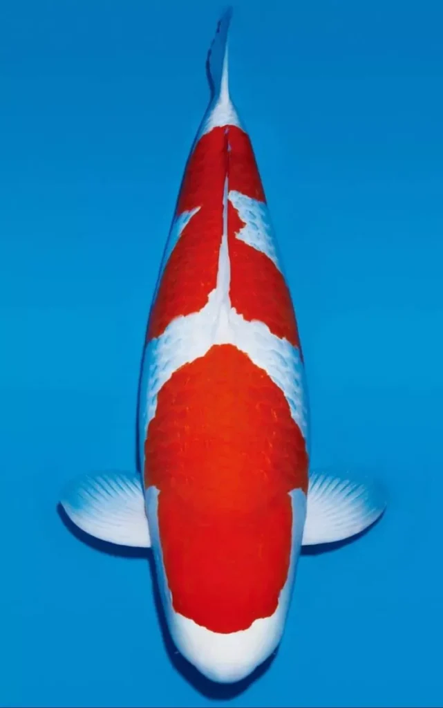 Warna Ikan Koi Kohaku