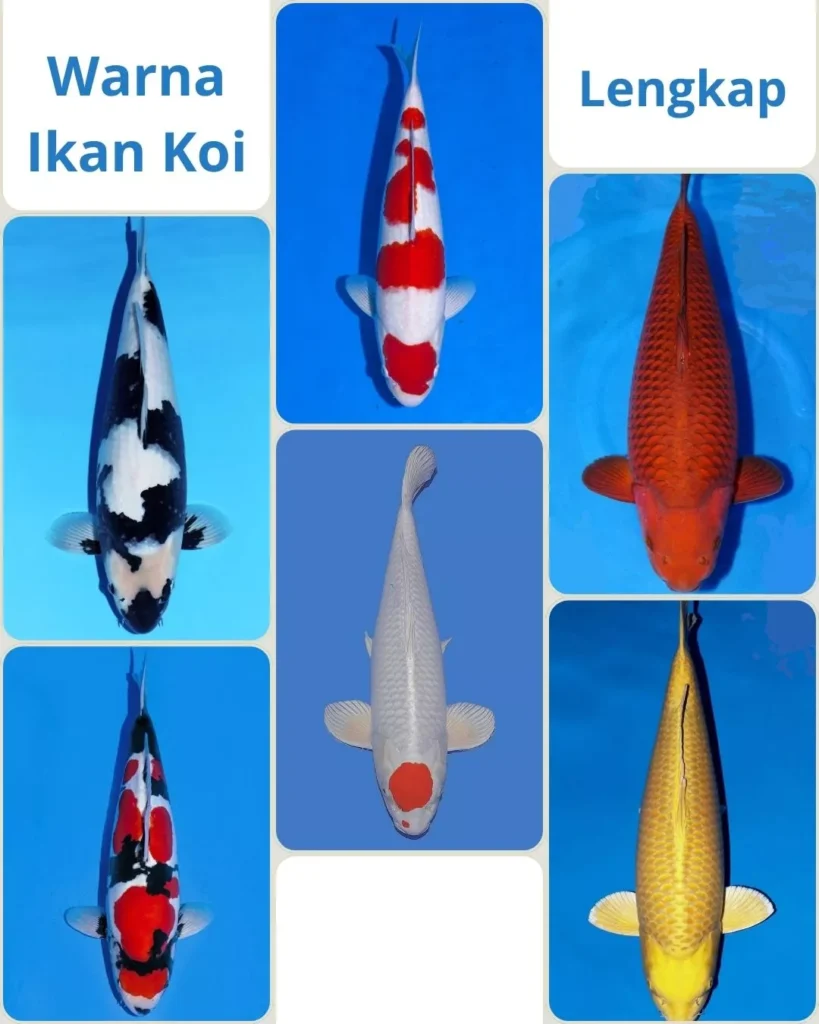 Warna Ikan Koi Lengkap