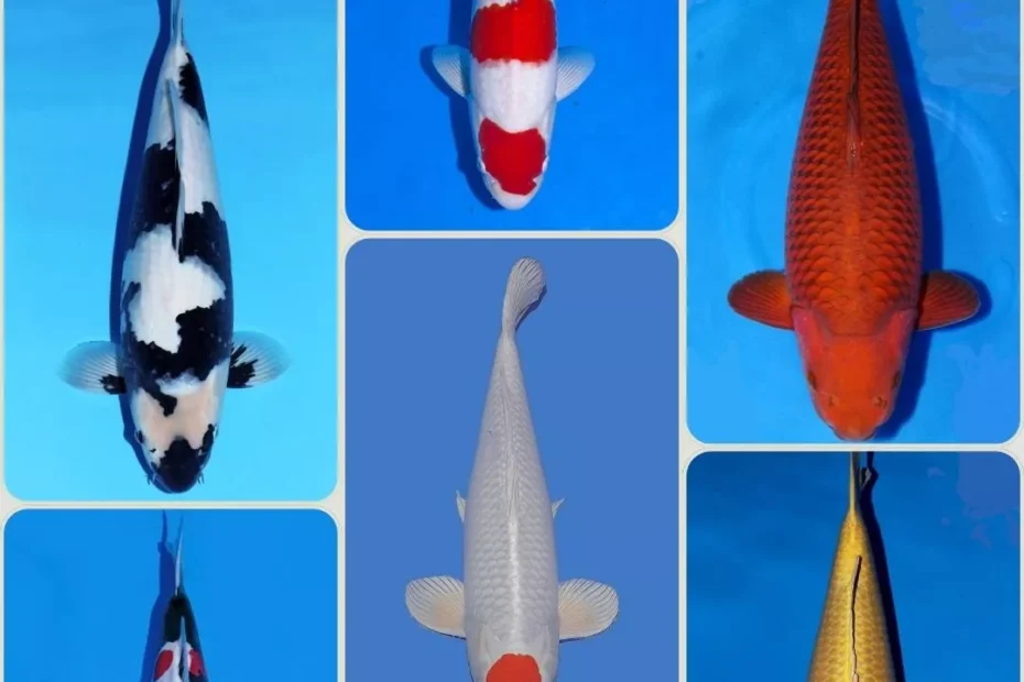 Warna Ikan Koi Lengkap