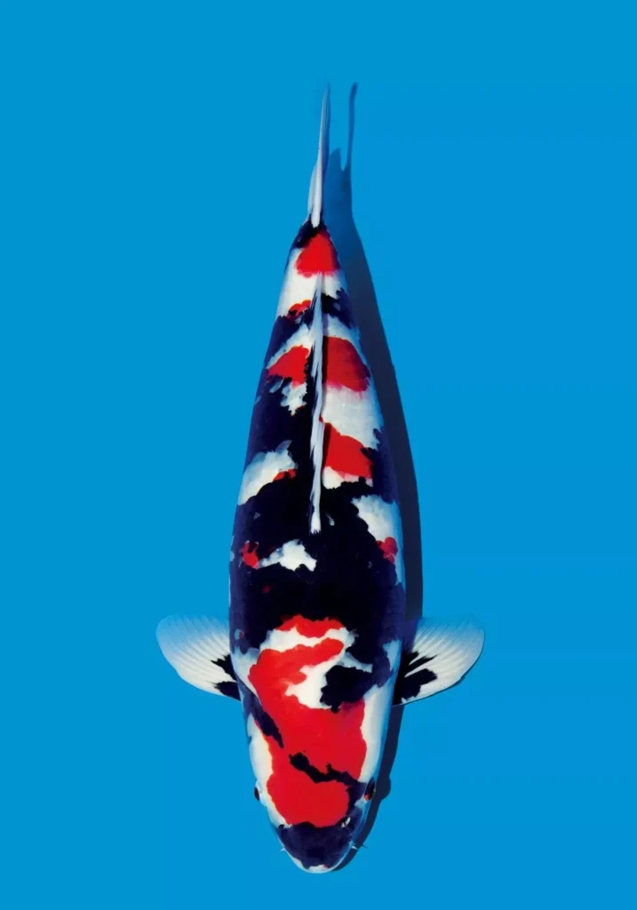 Warna Ikan Koi Showa
