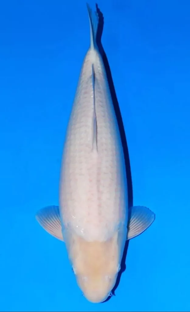 Cara Merawat Ikan Koi Putih Agar Warnanya Tetap Putih Bersih