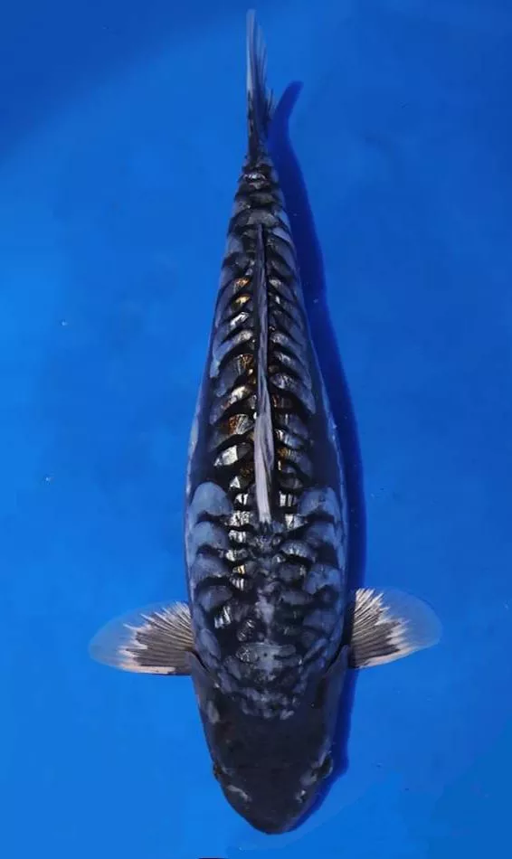 Harga Jual Ikan Koi Aragoke Terbaru