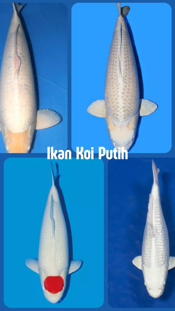 Ikan Koi Putih Jenis, Ciri, dan Cara Merawat Agar Warnanya Tetap Putih Bersih