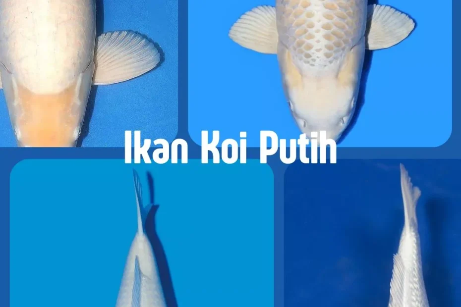 Ikan Koi Putih Jenis, Ciri, dan Cara Merawat Agar Warnanya Tetap Putih Bersih