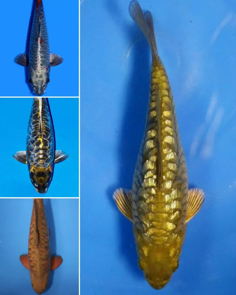 Jual Ikan Koi Aragoke Terbaik Warna Tercerah, Harga Termurah