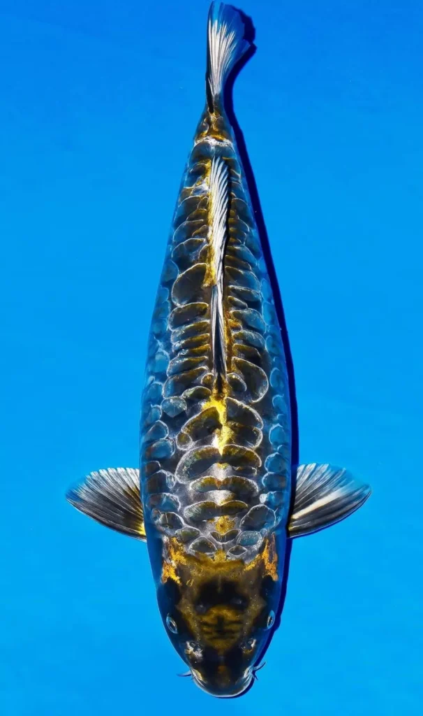 Jual Ikan Koi Aragoke Terpercaya terdekat