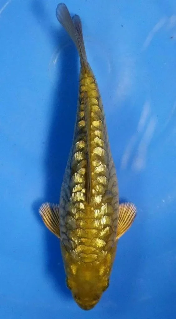 Jual Ikan Koi Aragoke harga Murah kualitas Super