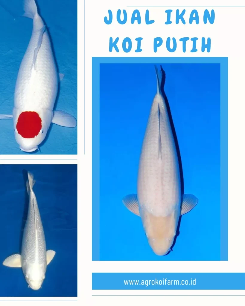 Jual Ikan Koi Putih Berkualitas Harga Terbaru & Siap Kirim