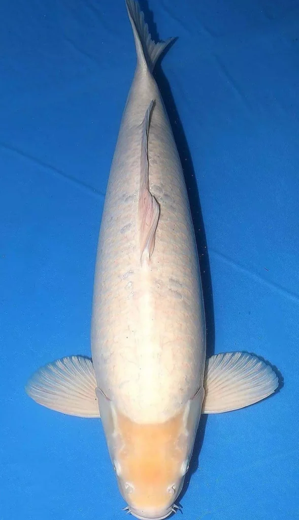 Jual Ikan Koi Putih Kualitas Super Grade A