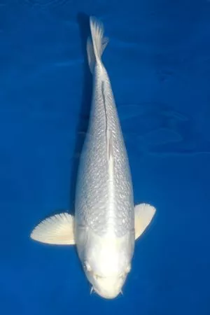 Jual Ikan Koi Putih Platinum Ogon Putih