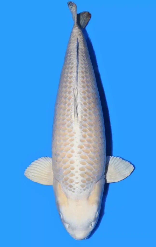 Jual Ikan Koi Putih Shiro Muji