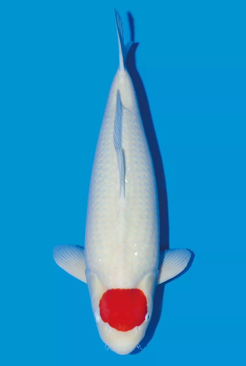 Jual Ikan Koi Putih Tancho