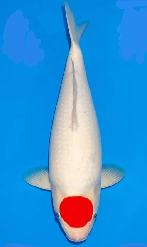 Jual Ikan Koi Putih Terdekat