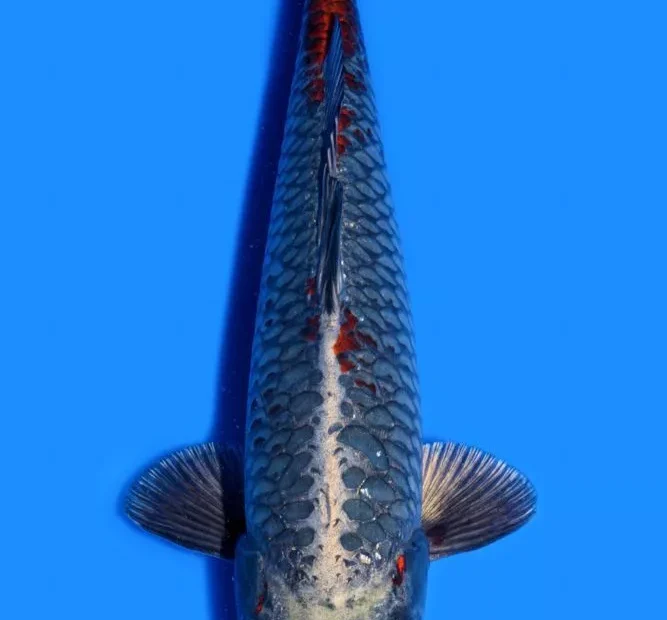 Tempat Jual Ikan Koi Aragoke Terpercaya