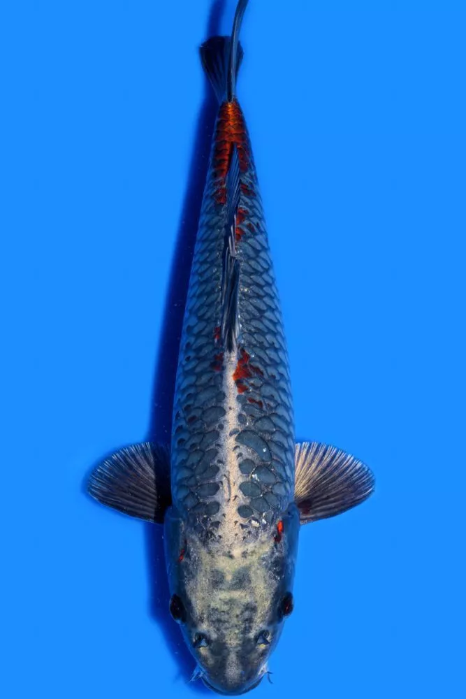 Tempat Jual Ikan Koi Aragoke Terpercaya