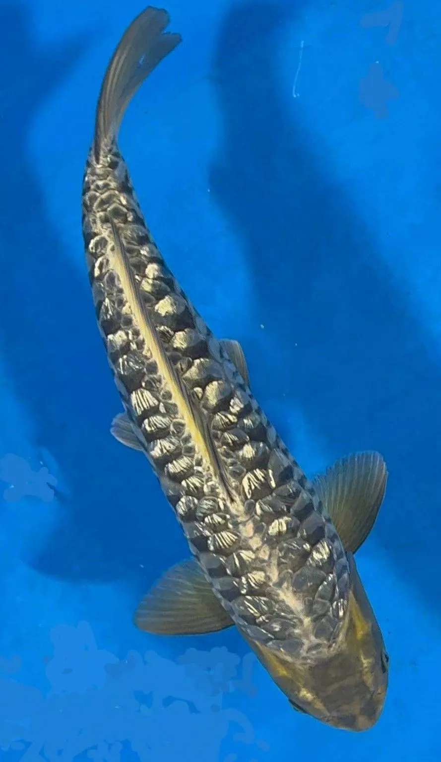 jual Ikan Koi aragoke Terbaik