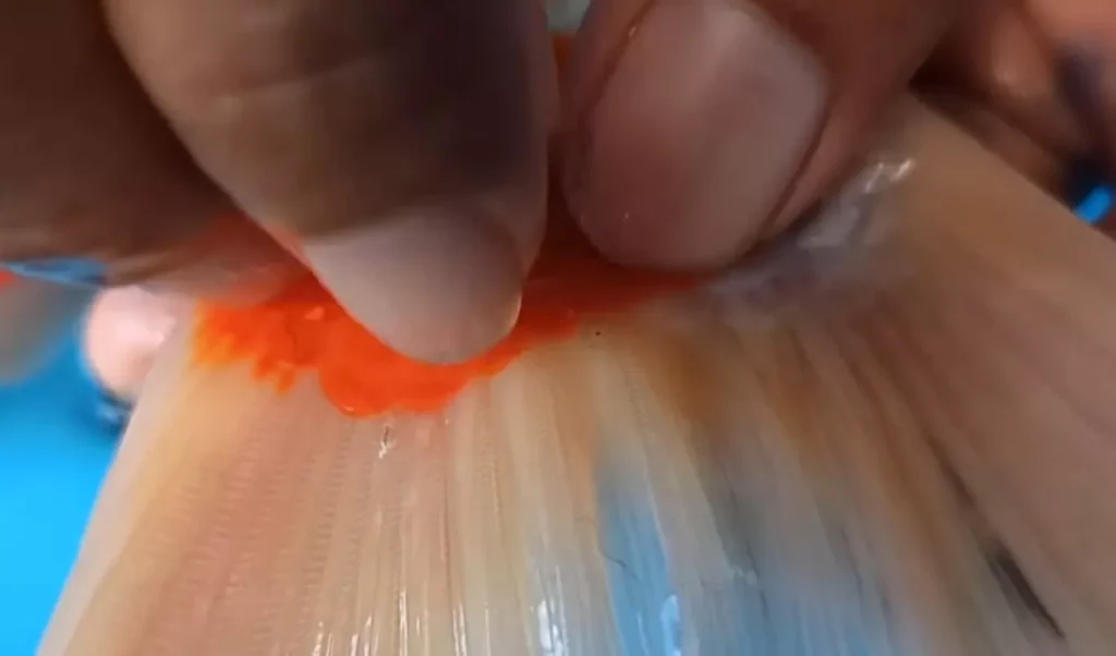 Bahaya Jika Tidak Segera Mengobati Kutu Ikan Koi