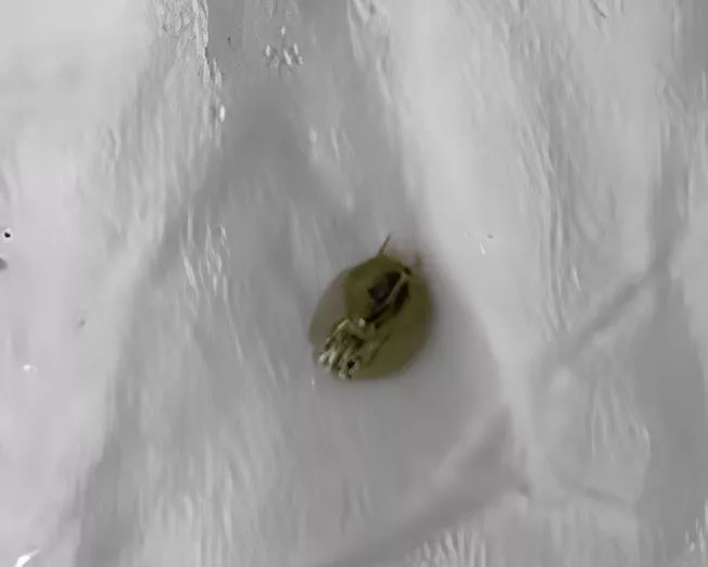 Jenis-Jenis Kutu Ikan Koi yang Umum Ditemukan