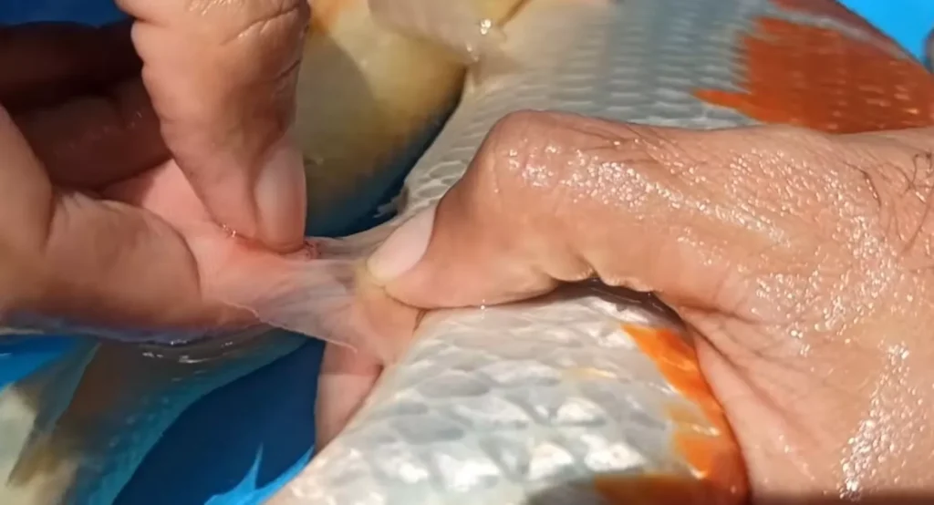 Mengobati Kutu Ikan Koi dengan Cara Alami