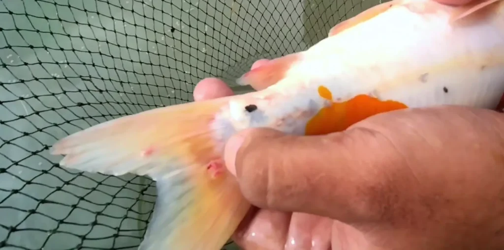 Pertanyaan yang Sering Ditanyakan Seputar Mengobati Kutu Ikan Koi