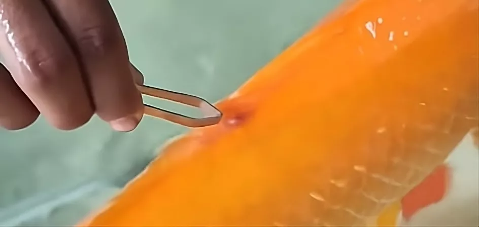 Tips Mengobati Kutu Ikan Koi Secara Efektif dan Aman untuk Pemula