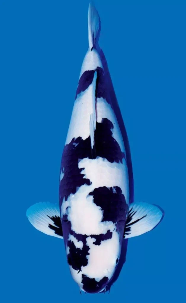 Apa Itu Ikan Koi Hitam Putih