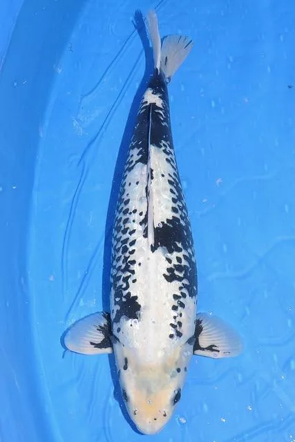 Cara Merawat Ikan Koi Hitam Putih dengan Benar