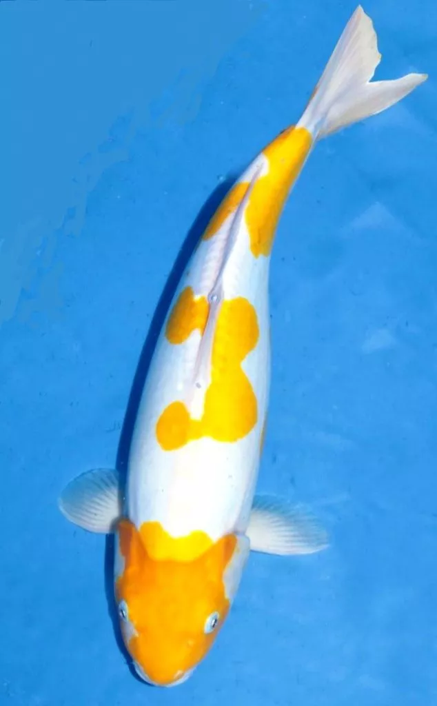 Ciri-Ciri Ikan Koi Hariwake Berkualitas