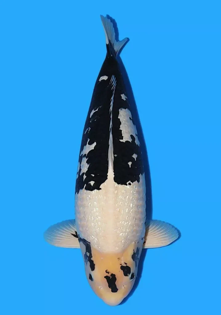 Dapatkan Ikan Koi Hitam Putih Sesuai Kebutuhan Kolam