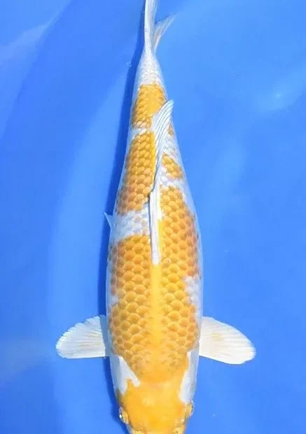 Ikan Koi Hariwake Ciri, Jenis, Harga, dan Cara Merawat Warna Tetap Cerah