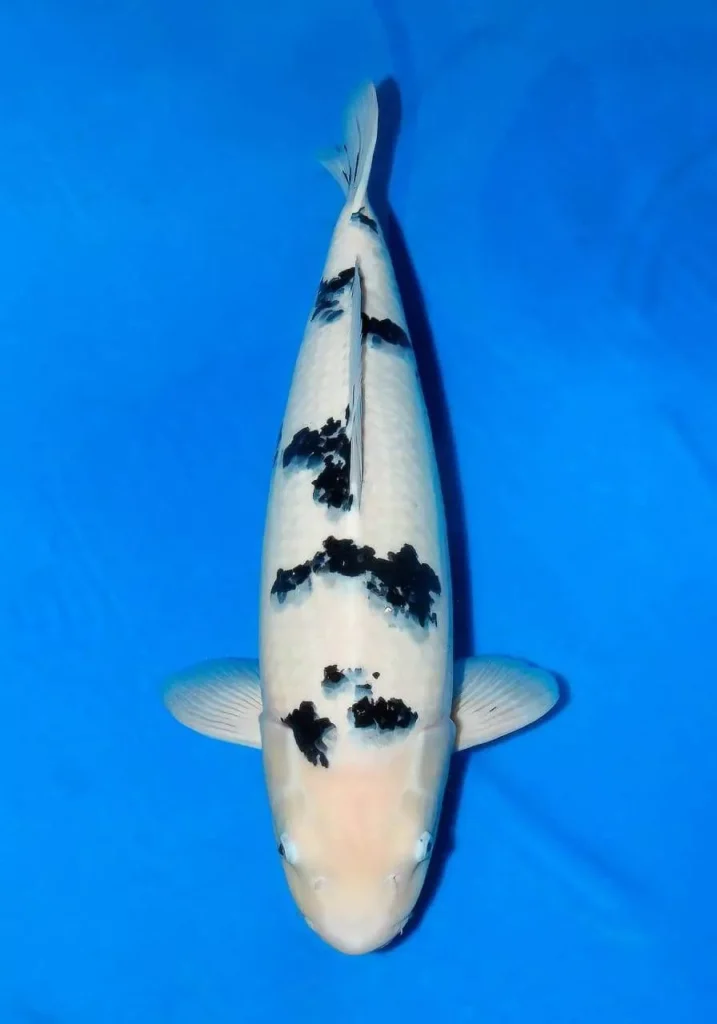 Ikan Koi Hitam Putih Bekko Hitam Putih