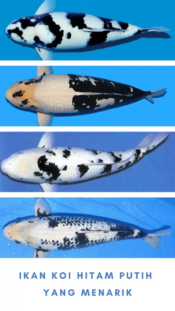 Ikan Koi Hitam Putih Jenis, Ciri-Ciri, dan Cara Merawatnya dengan Benar