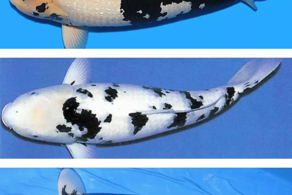 Ikan Koi Hitam Putih Jenis, Ciri-Ciri, dan Cara Merawatnya dengan Benar