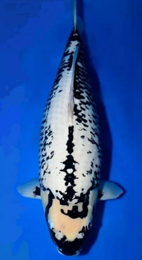 Ikan Koi Matsukawabake (Hitam Putih Unik)