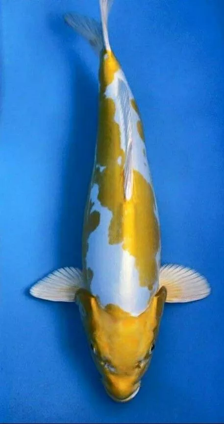 Jual Ikan Koi Doitsu Hariwake