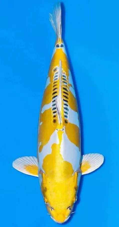 Jual Ikan Koi Harga Murah Kualitas Grade A