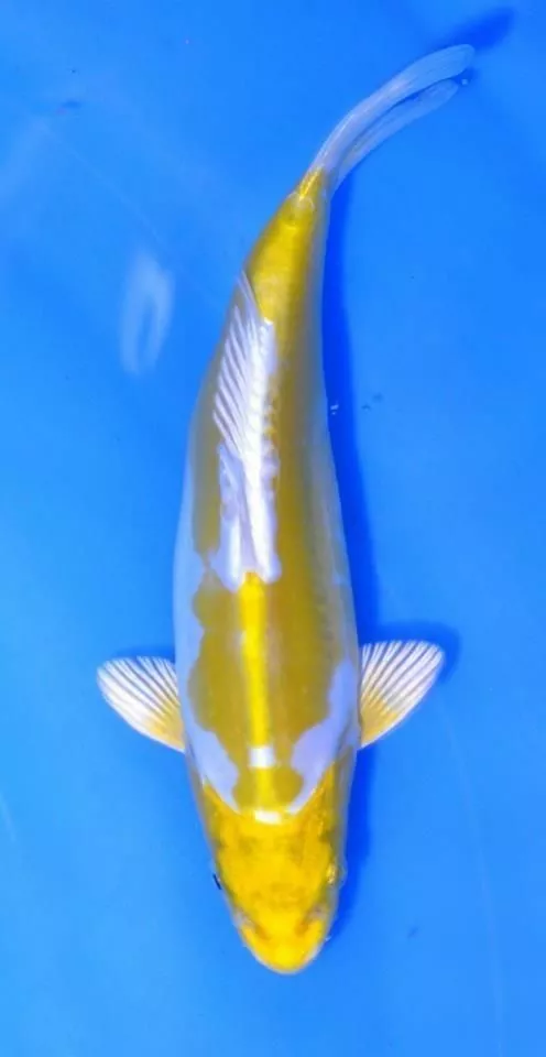 Jual Ikan Koi Hariwake Berkualitas di Agro Koi Farm