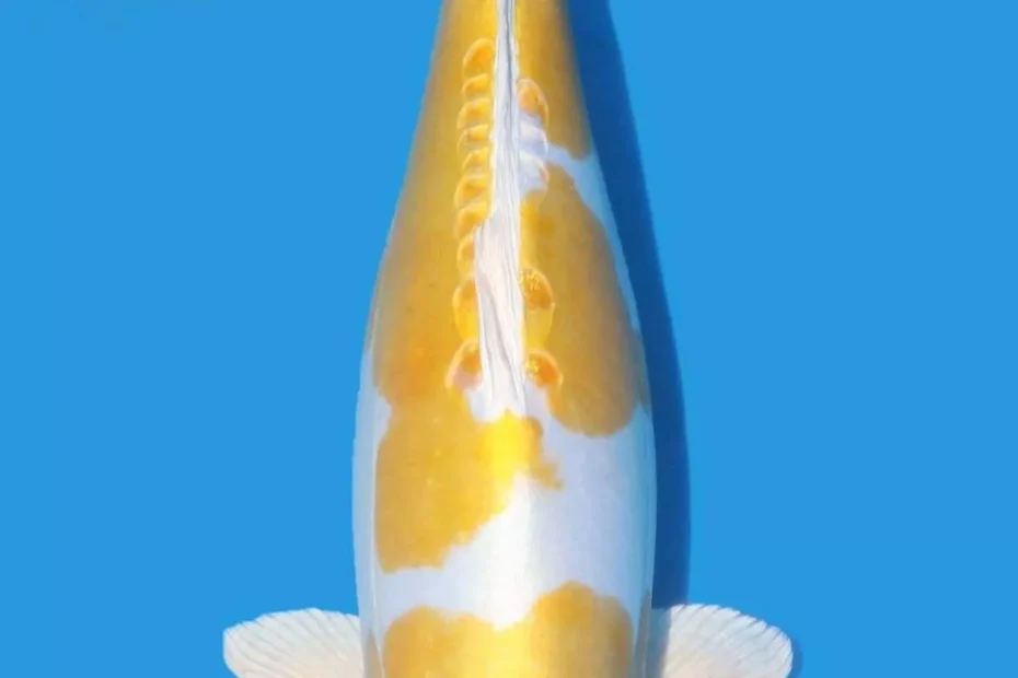 Jual Ikan Koi Hariwake Terpercaya Warna Cerah dan Sehat