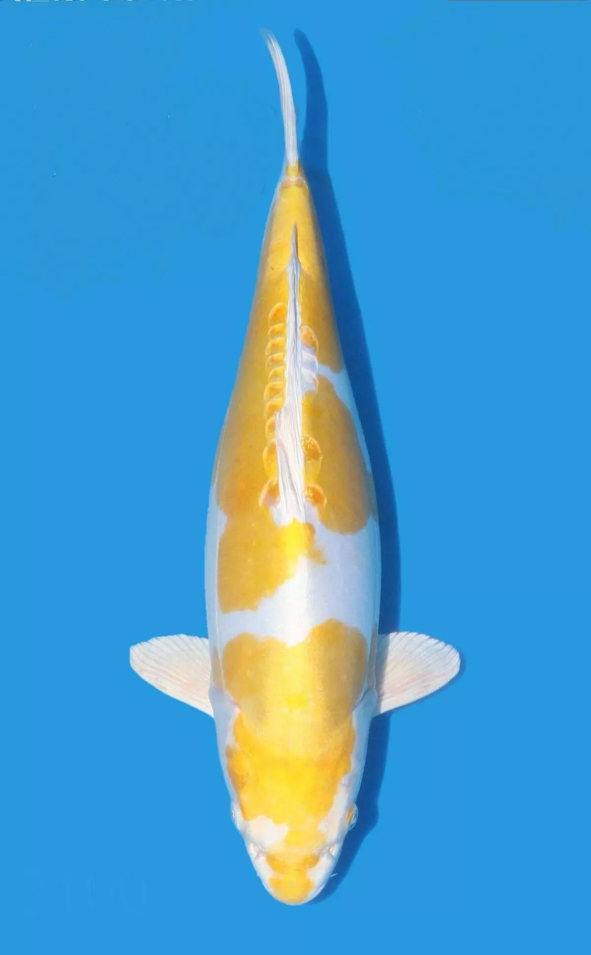 Jual Ikan Koi Hariwake Terpercaya Warna Cerah dan Sehat