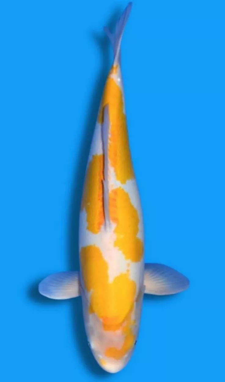 Jual Ikan Koi Terdekat Terpercaya