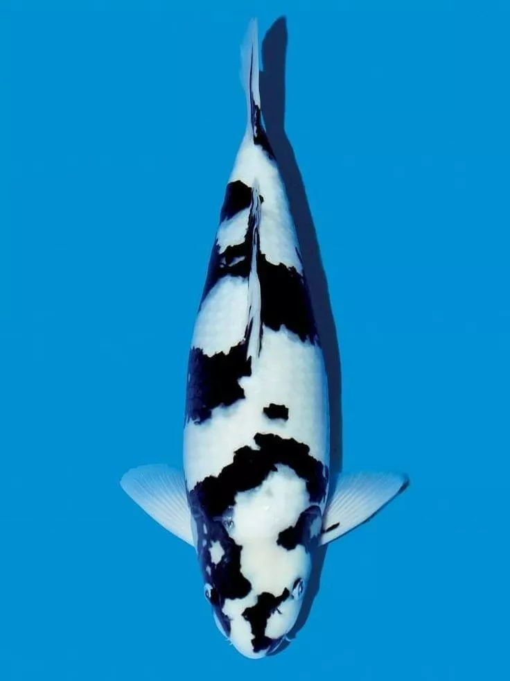 Karakter Warna Hitam dan Putih pada Ikan Koi