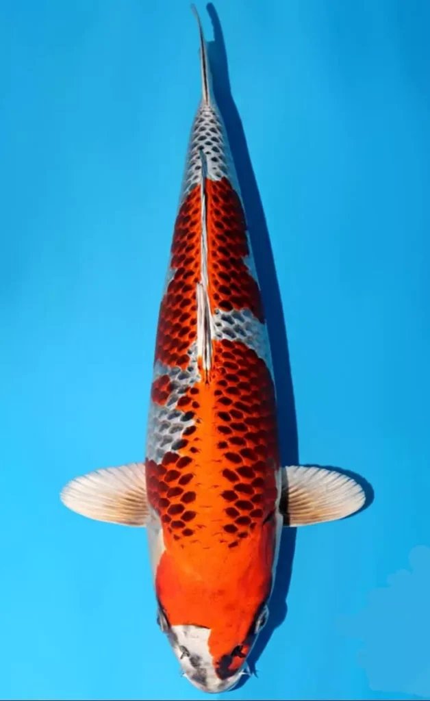 Asal Usul Ikan Koi Kujaku