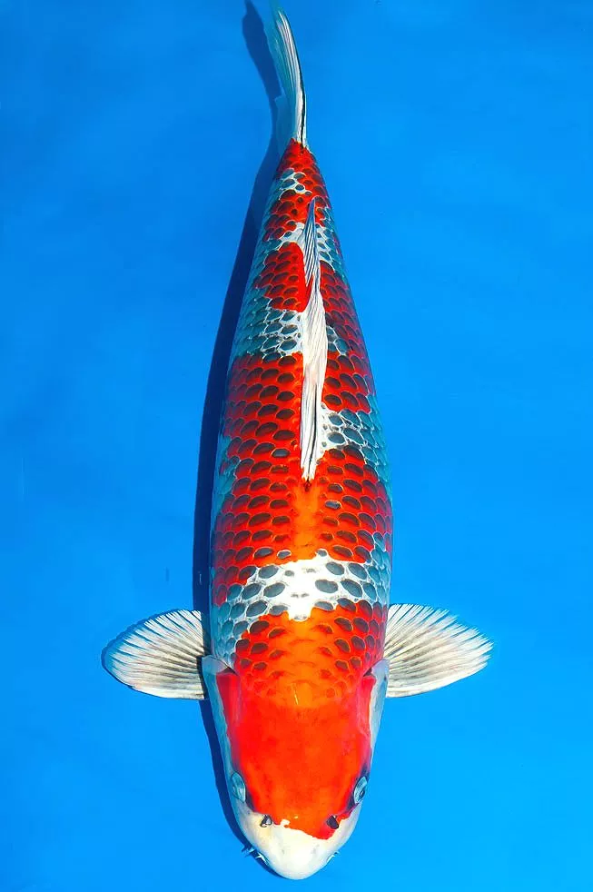 Ciri-Ciri Ikan Koi Kujaku