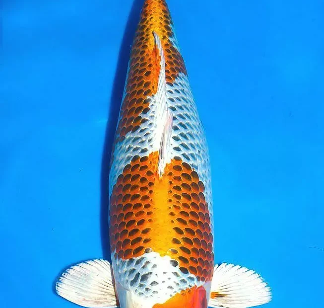 Ikan Koi Kujaku Ciri-Ciri, Keunikan, Harga, dan Cara Merawatnya